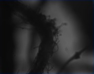 Soilcure-endo-root-growth-1-1