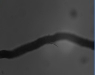 Root-growth-no-endo-1-1