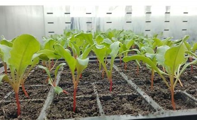 Seed treatment improves plant health Seed treatment improves plant health