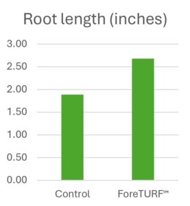 Root length - ForeTURF™ vs control in Bermuda grass