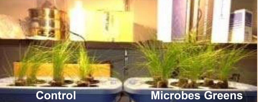 Hydroponic fescue grass trial at week 3 clearly shows dense growth when Microbes Greens™ is applied